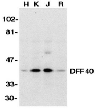 Anti-DFF40 Antibody Chemicon&#174;, from rabbit