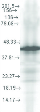 Monoclonal Anti-YDJ1 antibody produced in mouse clone 2A7.H6, 1 mg/mL, purified immunoglobulin