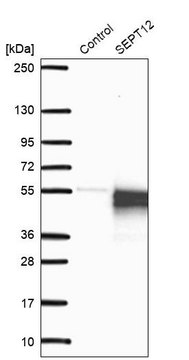 Anti-SEPT12 antibody produced in rabbit Prestige Antibodies&#174; Powered by Atlas Antibodies, affinity isolated antibody, buffered aqueous glycerol solution