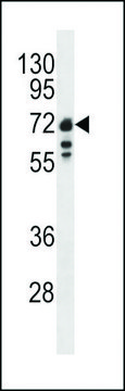 ANTI-LAMIN B1(C-TERMINAL) antibody produced in rabbit purified immunoglobulin, buffered aqueous solution