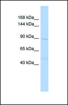 Anti-DNMT3B antibody produced in rabbit affinity isolated antibody