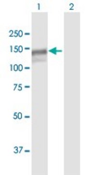 Anti-MAN2B1 antibody produced in mouse purified immunoglobulin, buffered aqueous solution