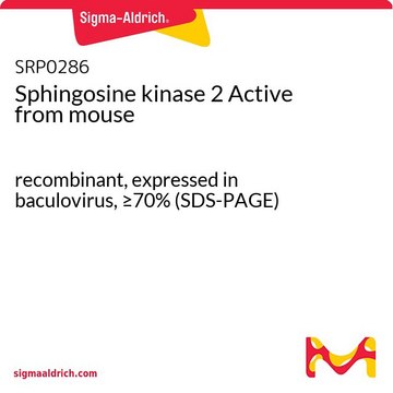 Sphingosine kinase 2 Active from mouse recombinant, expressed in baculovirus, &#8805;70% (SDS-PAGE)