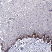 Anti-CAPNS2 Prestige Antibodies® Powered by Atlas Antibodies, affinity isolated antibody