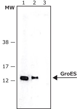 Anti-GroES antibody produced in rabbit IgG fraction of antiserum, buffered aqueous solution