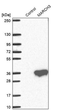 Anti-MARCH3 antibody produced in rabbit Prestige Antibodies® Powered by Atlas Antibodies, affinity isolated antibody, buffered aqueous glycerol solution