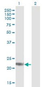 Anti-ARL4D antibody produced in mouse purified immunoglobulin, buffered aqueous solution