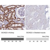 抗-OCIAD2 兔抗 Prestige Antibodies® Powered by Atlas Antibodies, affinity isolated antibody, buffered aqueous glycerol solution