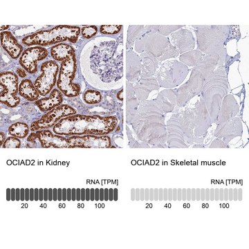 抗-OCIAD2 兔抗 Prestige Antibodies&#174; Powered by Atlas Antibodies, affinity isolated antibody, buffered aqueous glycerol solution