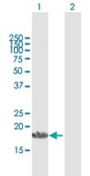 Anti-APOA1BP antibody produced in mouse purified immunoglobulin, buffered aqueous solution