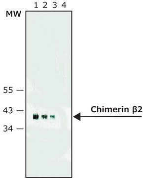 Anti-Chimerin &#946;2 antibody, Rat monoclonal clone HAR 2E3, purified from hybridoma cell culture