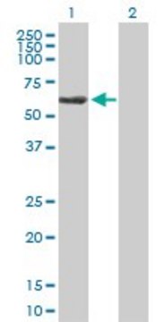 Anti-TBCE antibody produced in mouse IgG fraction of antiserum, buffered aqueous solution