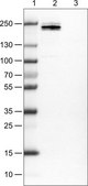 Monoclonal Anti-CD45 antibody produced in mouse Prestige Antibodies® Powered by Atlas Antibodies, clone CL0160, purified immunoglobulin, buffered aqueous glycerol solution