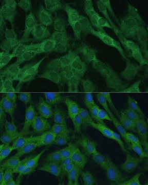 Anti- IDH1 antibody produced in rabbit