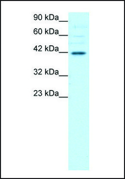 Anti-POU3F4 antibody produced in rabbit IgG fraction of antiserum