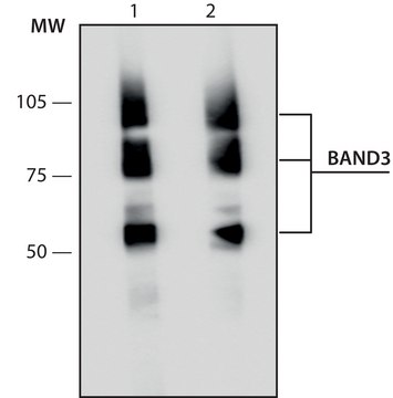 Anti-Band 3 antibody, Mouse monoclonal clone BIII-136, purified from hybridoma cell culture