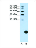 Anti-RPS29 antibody produced in rabbit IgG fraction of antiserum