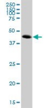 Anti-ATP6V1C2 antibody produced in mouse purified immunoglobulin, buffered aqueous solution