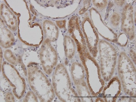 Monoclonal Anti-MFN2, (C-terminal) antibody produced in mouse clone 6A8, purified immunoglobulin, buffered aqueous solution