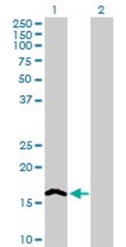 Anti-NINJ2, (N-terminal) antibody produced in mouse purified immunoglobulin, buffered aqueous solution