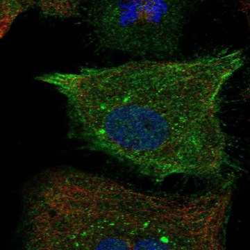 Anti-RND1 antibody produced in rabbit Prestige Antibodies&#174; Powered by Atlas Antibodies, affinity isolated antibody