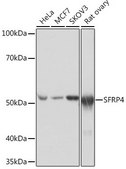 Anti-SFRP4 antibody produced in rabbit