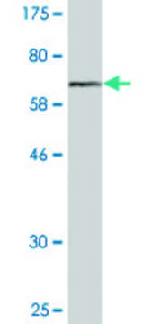 Monoclonal Anti-VIL1 antibody produced in mouse clone 2F10, purified immunoglobulin, buffered aqueous solution