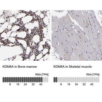 ANTI-KDM6A antibody produced in rabbit Prestige Antibodies&#174; Powered by Atlas Antibodies, affinity isolated antibody, buffered aqueous glycerol solution