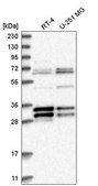 Anti-MORF4L2 antibody produced in rabbit Prestige Antibodies® Powered by Atlas Antibodies, affinity isolated antibody