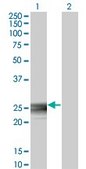Monoclonal Anti-RAB3B antibody produced in mouse clone 3F12, purified immunoglobulin, buffered aqueous solution