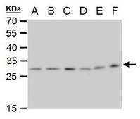 Monoclonal Anti-ETHE1 antibody produced in mouse clone GT1621, affinity isolated antibody