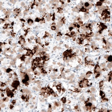 Monoclonal Anti-PRL antibody produced in mouse Prestige Antibodies&#174; Powered by Atlas Antibodies, clone CL6559, purified immunoglobulin, buffered aqueous glycerol solution