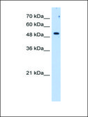 Anti-SULF2 IgG fraction of antiserum