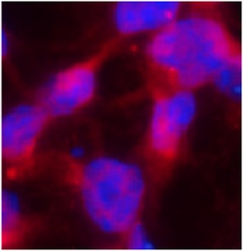 Anti-Peroxiredoxin-2 Antibody serum, from rabbit