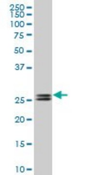 Monoclonal Anti-PHOSPHO1, (C-terminal) antibody produced in mouse clone 1A11, purified immunoglobulin, buffered aqueous solution