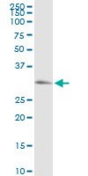 Anti-PRKG1 antibody produced in rabbit purified immunoglobulin, buffered aqueous solution