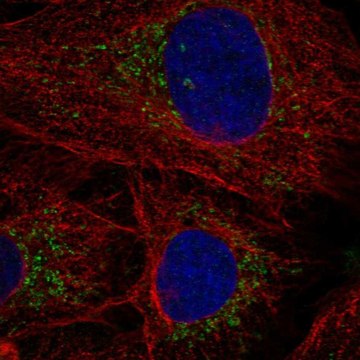 Anti-Polg2 Antibody Produced In Rabbit Prestige Antibodies&#174; Powered by Atlas Antibodies, affinity isolated antibody, buffered aqueous glycerol solution