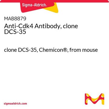 Anti-Cdk4 Antibody, clone DCS-35 clone DCS-35, Chemicon&#174;, from mouse