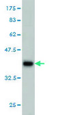 ANTI-GUCY2D antibody produced in mouse clone 7E5, purified immunoglobulin, buffered aqueous solution