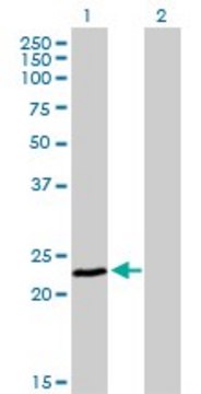 Monoclonal Anti-FXN antibody produced in mouse clone 3G9, purified immunoglobulin, buffered aqueous solution