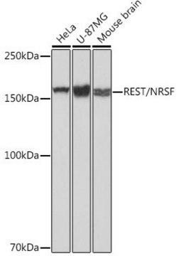 Anti-REST/NRSF antibody produced in rabbit