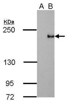 Monoclonal Anti-TET3 antibody produced in mouse clone GT334, affinity isolated antibody