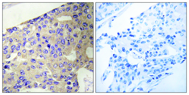 Anti-PEX10 antibody produced in rabbit affinity isolated antibody