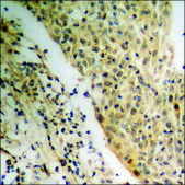 Anti-phospho-NPM (pThr199) antibody produced in rabbit affinity isolated antibody