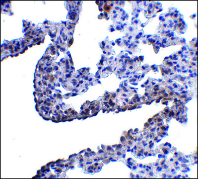 Anti-PCDH12 antibody produced in rabbit affinity isolated antibody, buffered aqueous solution