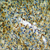Anti-phospho-MSK1 (pSer212) antibody produced in rabbit affinity isolated antibody