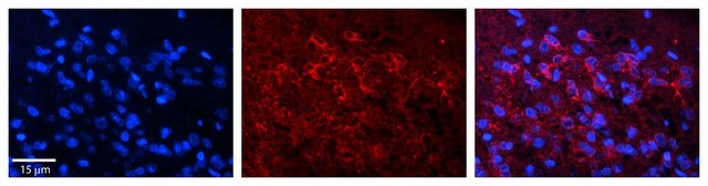 Anti-DND1 antibody produced in rabbit affinity isolated antibody