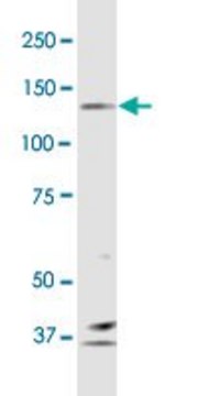 Monoclonal Anti-PCDH10 antibody produced in mouse clone 4H8, purified immunoglobulin, buffered aqueous solution