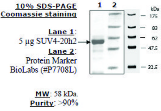 SUV4-20h2 human recombinant, expressed in E. coli, &#8805;80% (SDS-PAGE)