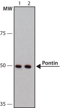 Anti-Pontin antibody, Mouse monoclonal clone 5G3-11, purified from hybridoma cell culture